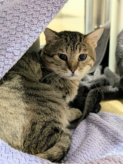 Sir - Domestic Short Hair