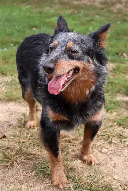 Kit - Australian Cattle Dog/Blue Heeler