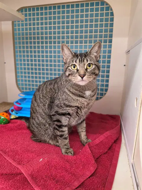 Paige - Domestic Short Hair