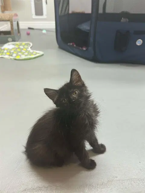 Gremlin - Domestic Short Hair