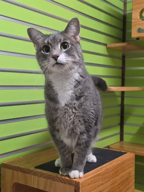 Casper - Domestic Short Hair