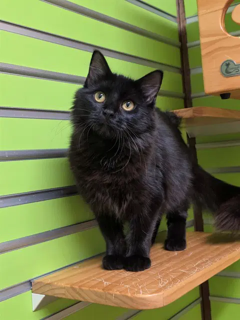 Ophelia - Domestic Medium Hair
