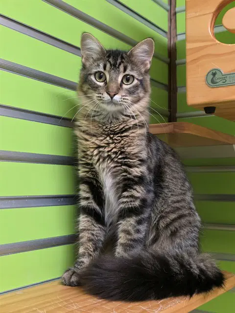 Rosemary - Domestic Medium Hair