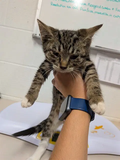 Unknown - Domestic Short Hair