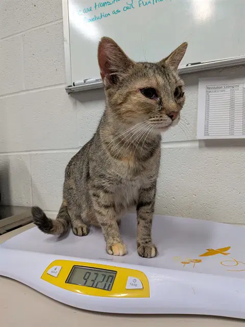 Unknown - Domestic Short Hair