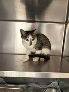 Unknown - Domestic Short Hair