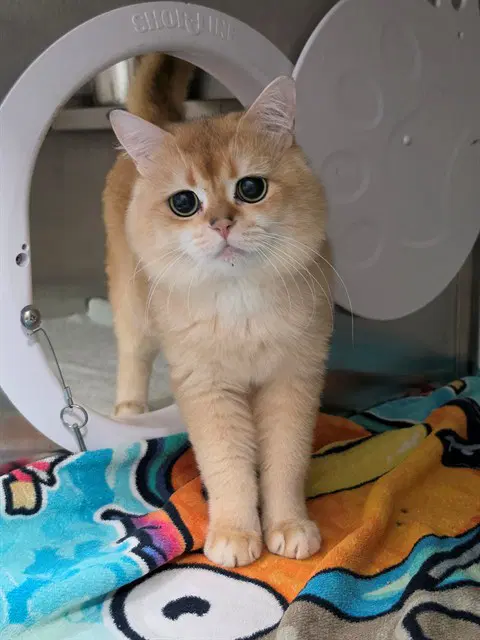 Oliver - Persian