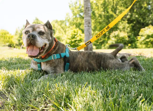 Gallagher - American Pit Bull Terrier