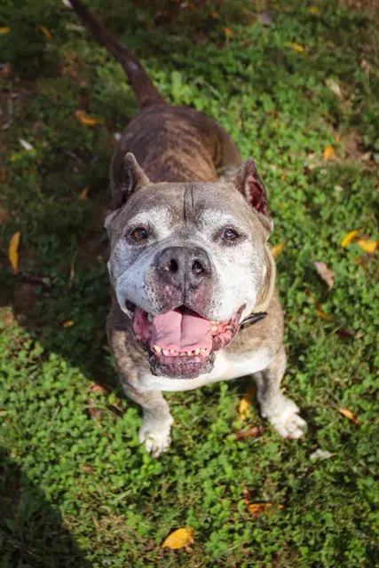 Gallagher - American Pit Bull Terrier