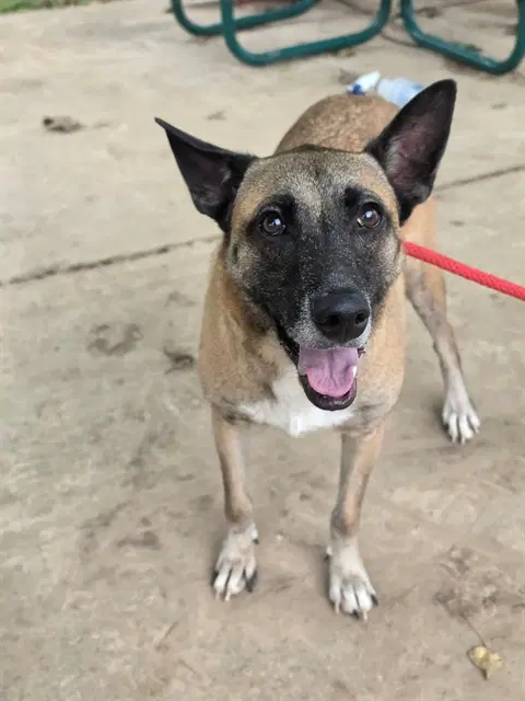 Havoc - Belgian Shepherd Malinois