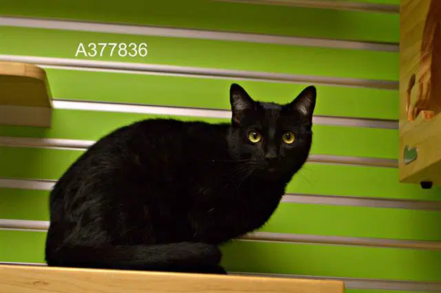 Sylvester - Domestic Short Hair