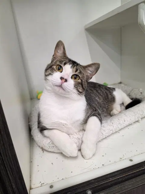 Zack - Domestic Short Hair