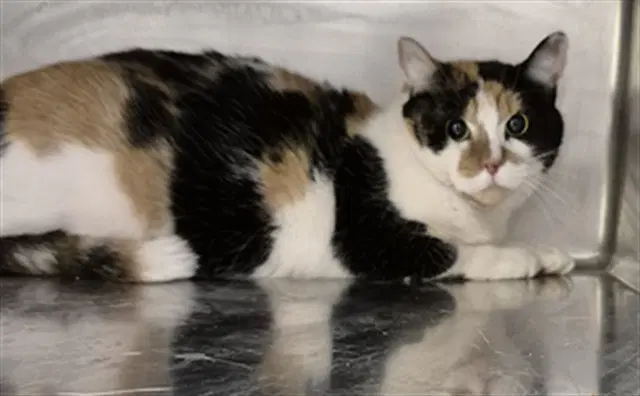 Callie Anne - Domestic Short Hair