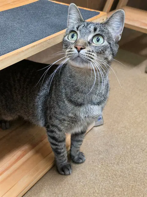 Kai - Domestic Short Hair
