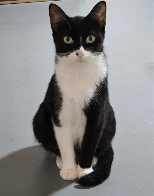 Hailey - Domestic Short Hair