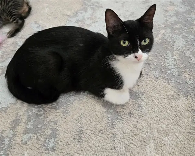 Hailey - Domestic Short Hair