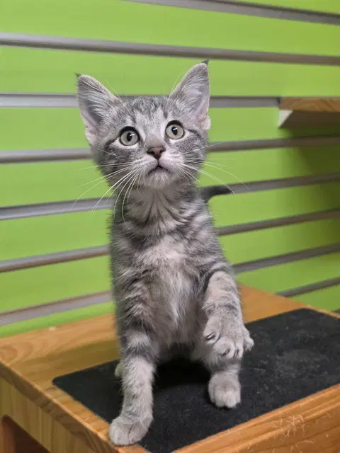 Fawn - Domestic Short Hair