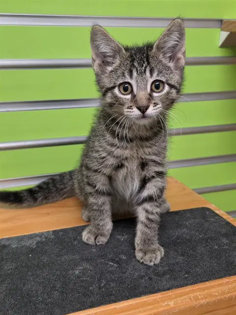 Salem - Domestic Short Hair