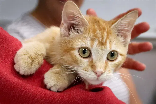 Cheetos - Domestic Short Hair