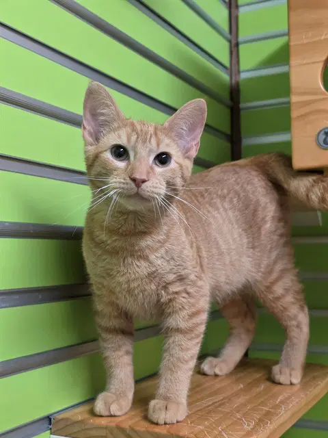 Cinnabar - Domestic Short Hair