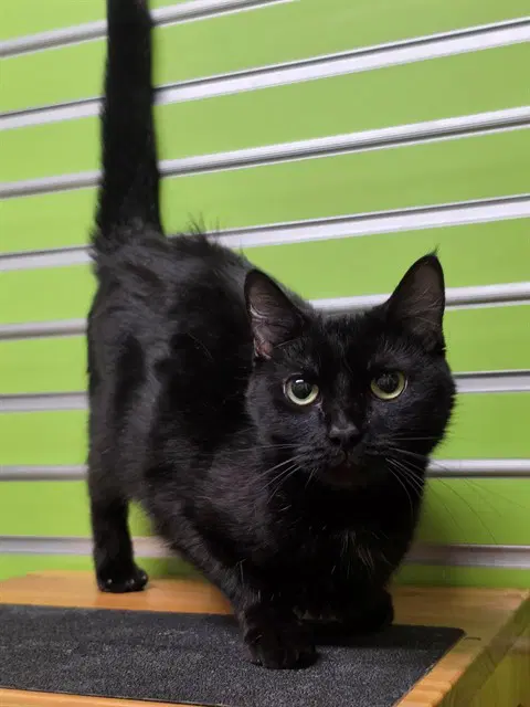 Peepers - Domestic Short Hair