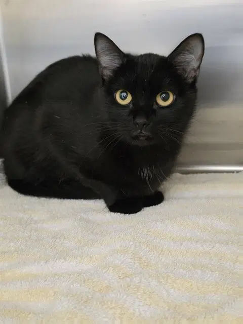 Wednesday - Domestic Short Hair