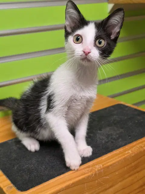 Mojito - Domestic Short Hair