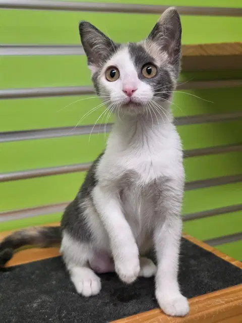 Martini - Domestic Short Hair