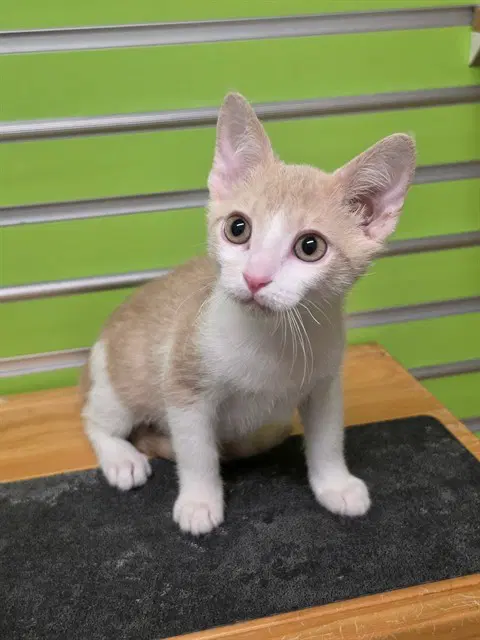 Mimosa - Domestic Short Hair
