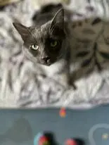 Benny - Domestic Medium Hair