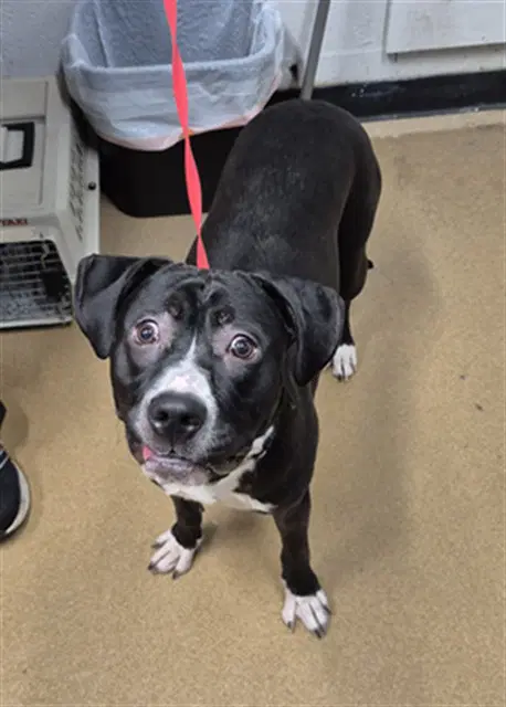 Colt - Pit Bull Terrier