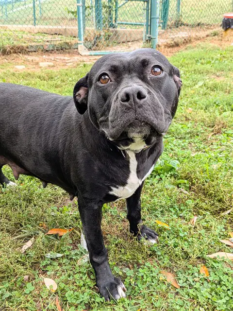 Dahlia - Pit Bull Terrier