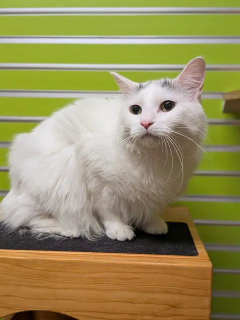 Moshie - Domestic Long Hair