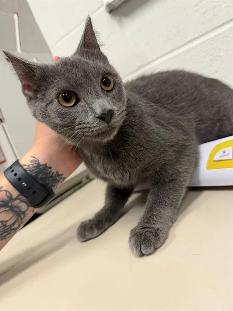 Grover - Domestic Short Hair