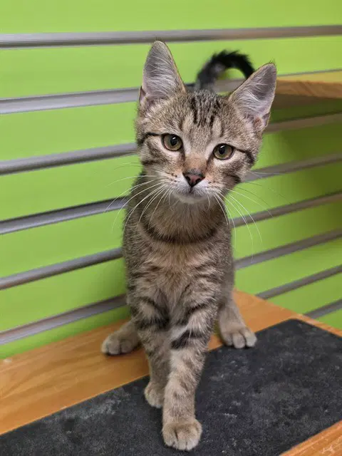 Ramses - Domestic Short Hair