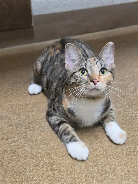 Annabelle - Domestic Short Hair