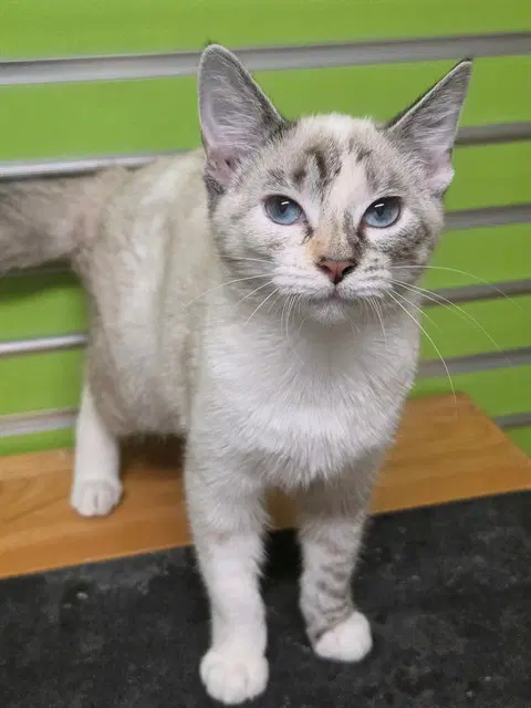 Belladonna - Domestic Short Hair