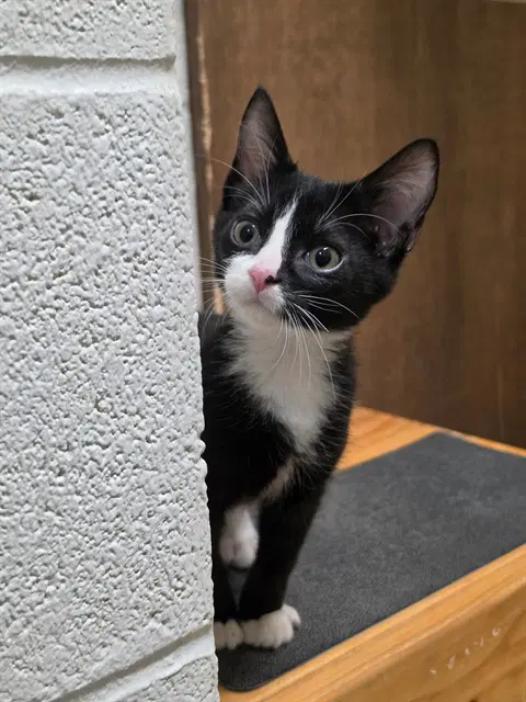 Artax - Domestic Short Hair