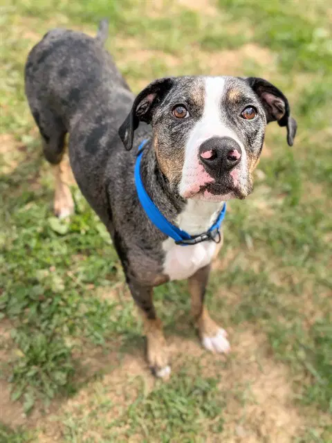 Sylvester - Catahoula Leopard Dog