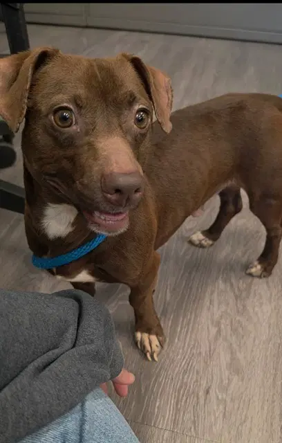 Louis - Dachshund