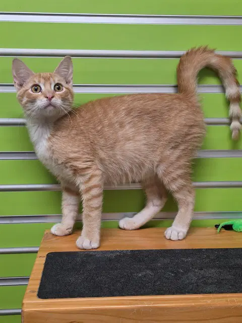 Daryl - Domestic Short Hair