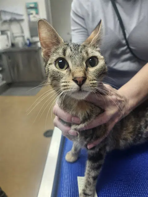 Mia - Domestic Short Hair