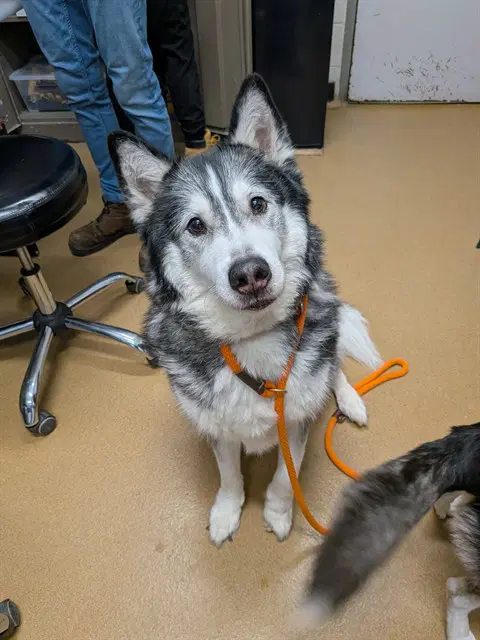 Sensei - Siberian Husky