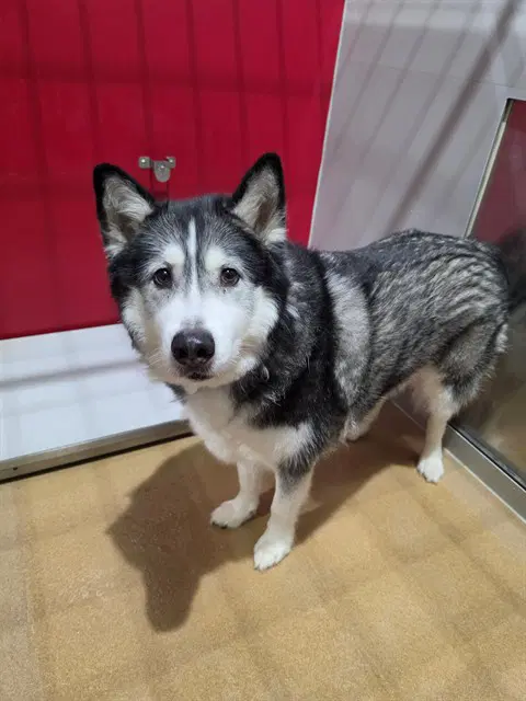 Sensei - Siberian Husky