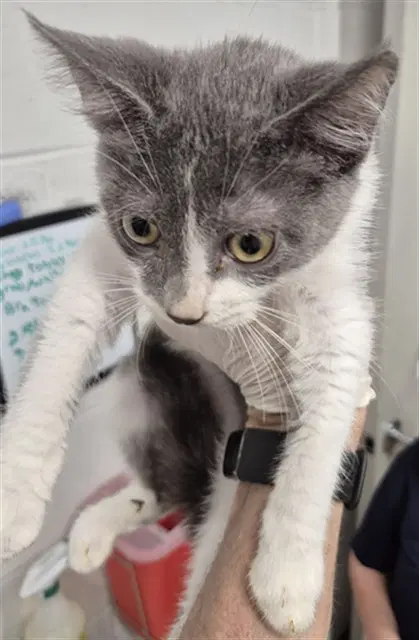 Dalton - Domestic Short Hair