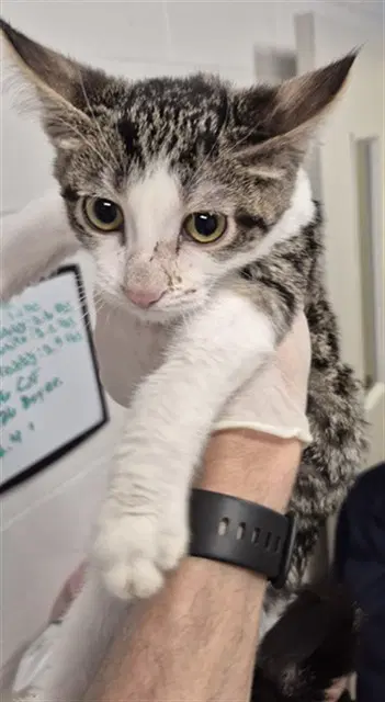 Dodson - Domestic Short Hair