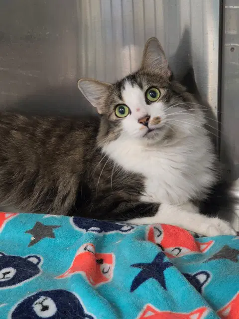 Po - Domestic Medium Hair