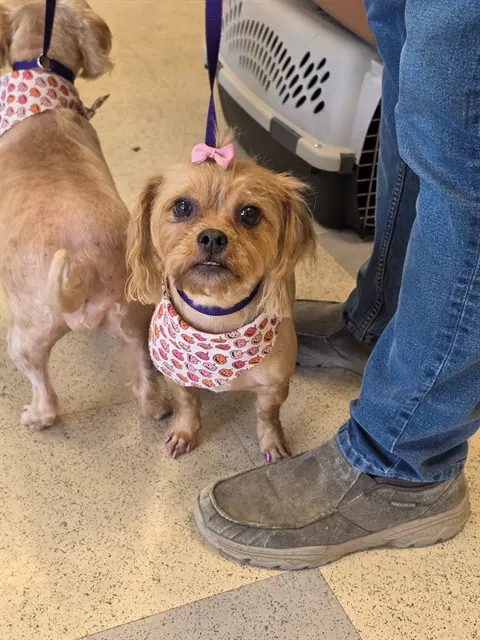 Taffy - Shih Tzu