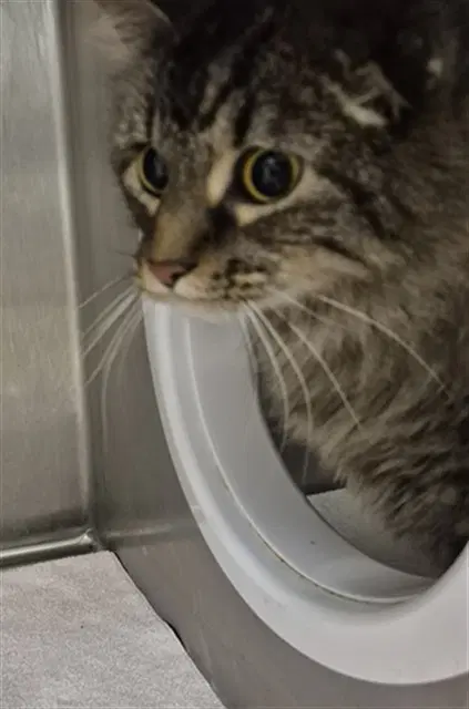 Gizmo - Domestic Long Hair