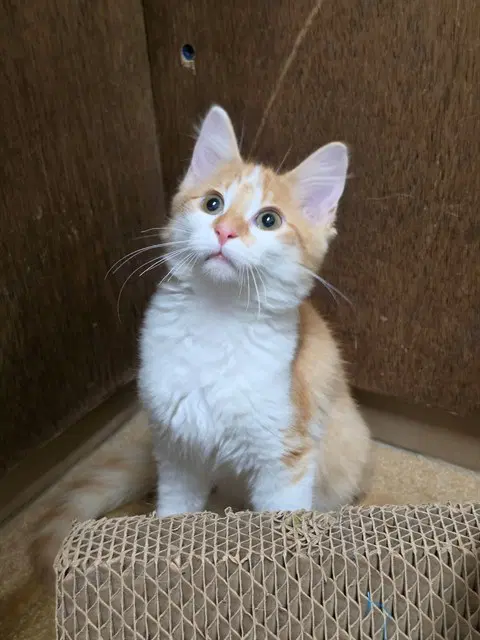 Hocus - Domestic Medium Hair